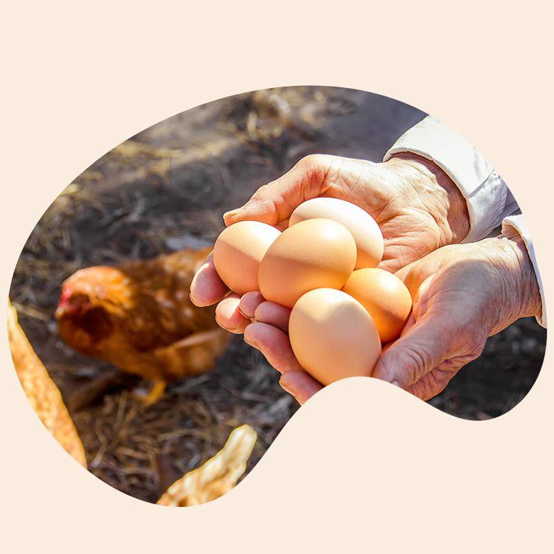 eggs