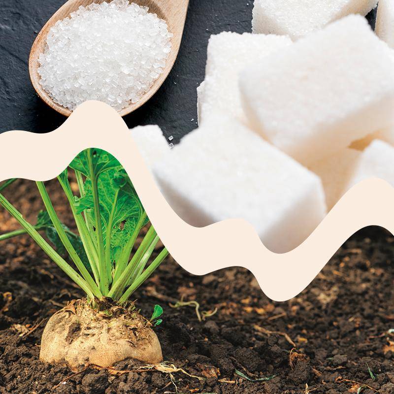 Swiss beet sugar
