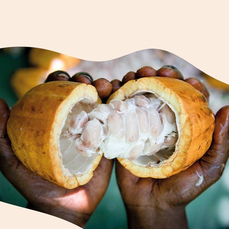 Unique Cocoa Blends